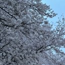 강남대로6길 24 | 양재천 벚꽃 보고 즐기는 차돌삼합 맛집 [진대감 양재점]