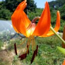 고향내음 이미지