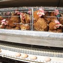 닭공장 이미지