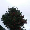 테디벨리 이미지