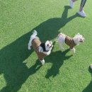 아이조아펫파크 대구점 이미지