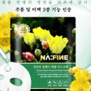 G천년초