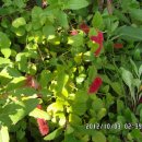 여우꼬리 이미지