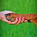 맘스동물의료센터 이미지