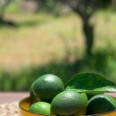 제주각시이우다 이미지