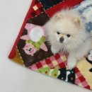 아짱아짱 이미지