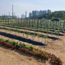 광성농장 이미지