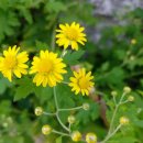 메리골드 이미지