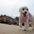 행복한강아지 이미지