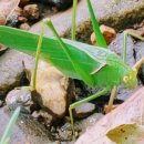 베짱이정원 이미지