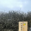 라온옛살비