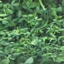 버든농장 이미지