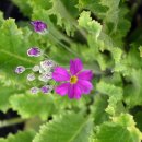 이베리스 이미지