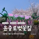 윤중로 벚꽃길, 실시간 영등포 여의도 봄꽃축제 따끈한 후기