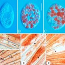 구피의 Tetrahymena pyriformis 이미지