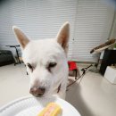 독구제과 이미지