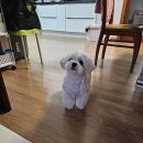 정말귀엽개 이미지