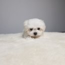 미스터 멍 애견샵 이미지