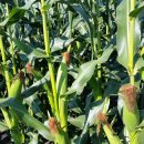 환이농장 이미지