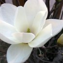 목련(Kobus magnolia) 이미지