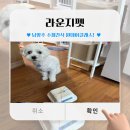 pet162다9160 | (남양주 원데이클래스) 애견공방 “라운지펫” 방문후기