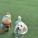 놀펫 강아지유치원 애견호텔 서울애견유치원 성북본원 | [성북구애견호텔애견유치원] 놀펫에서의 특별한 하루! 📦 '택배 왔어요!' 상자 열기 놀이