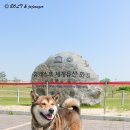 수원시바견 이미지