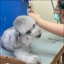 그루밍샵 0105 | 장대동애견미용 잘하는 곳 그루밍샵0105 후기