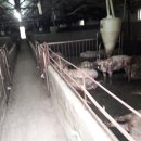 돼지농장 이미지