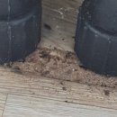 청주 바퀴벌레 해충방제 DM에서 차분하게 해결해줌