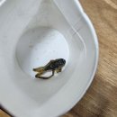개구리도시락 뉴시스