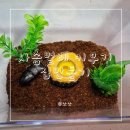 사슴집 | 사슴벌레 집 만들기 후기