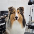 메리몰펫샵(사직점) 이미지