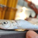 구조라위판장 이미지