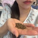 라니와디저트공장 | 임산부 효소 : 비건 인증 라니네푸드 콩콩효소 속 편안한 변비 탈출|선물 추천