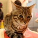 영국2농장 이미지