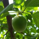 매실사랑펜션 이미지