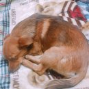 율전동물병원 | 율전동물병원에서 8개월 암컷 강아지 중성화 수술 했어요