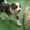 워킹펫살롱 이미지