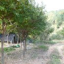 가온나무 이미지