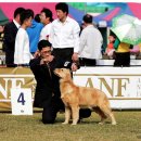 익산 FCI 인터내셔날 국제도그쇼 후기^^* 이미지