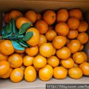 5283 | 0111) - 나쓰메 소세키 도련님/알라딘 중고매장 책구입/모범택시 시즌3 5283 운행 종료/갓 수확한 제주감귤