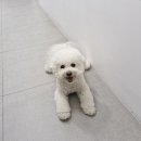 애견미용 견출지 노원점 이미지