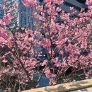 닥터리의 의료용품 | 임산부 막달검사 비용 (+ 닥터cs케어 스텝1, 스텝1.5, 스텝2 가격, 백일해)