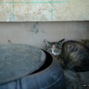 지리산민박 이미지