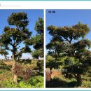 삼보농장 이미지