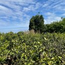 서호동-70 이미지