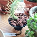 레드플랜트 | 플랜테리어 인테리어오브제 추천 퀘스처너스 행잉플랜트 후기