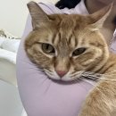 라이온스헬스클럽 | 풍문으로 들었소. 최형우가 삼성에 돌아온다는 그 말을