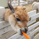 마콤스테이 이미지